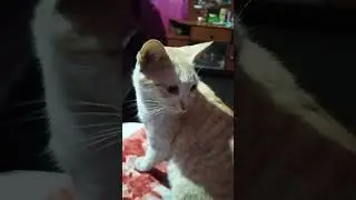 how to protect ur cat inwinters #😺#catlover #cutecat#petlover#cats#pets#viral #shorts