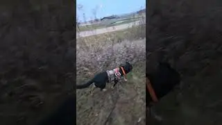 Another adventure with Foxy in Illinois.