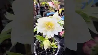 A double ivory helleborus x hybridus flowering now in my garden #hellebore #helleborus #морозник