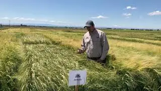 Altorado Feed Barley