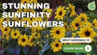 Sunfinity Sunflower Blooms All Summer!🌻🌞#Sunflowers #ContinuousBloom #PollinatorGarden #CutFlowers