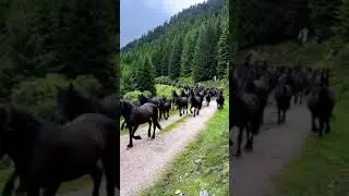 Wow Black Horse Army #shorts