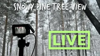 Finnish Winter - Live Stream of Snowy Pine Trees