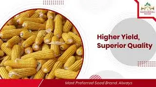 Smarter Seed Protection for Maize Farmers | Nuzi Optima | Nuziveedu Seeds