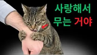 고양이가 진심으로 사랑하는 인간에게만 하는 7가지 행동!