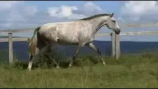 COMPET&Ecirc;NCIA DK - Puro Sangue Lusitano