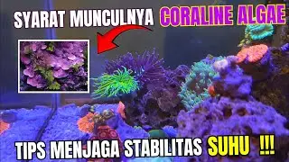 MUNCULNYA CORALINE ALGAE DAN TIPS MENJAGA KESTABILAN SUHU MENGGUNAKAN KIPAS DI AQUARIUM LAUT !!!