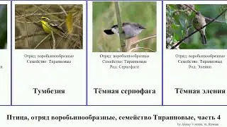 Птица, отряд воробьинообразные, семейство Тиранновые, часть 4 тиранчик желтобрюхий мухоед земляной