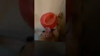 He just loves going under any small space to play 🙂&zwj;&harr;️