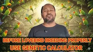 Lovebird Baby Color Prediction | Genetic Calculator