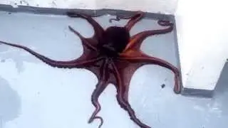 The Great Octopus Escape