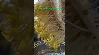 Green Bean Sprouts really sprout 🌱🌱🌱
