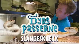 Slangeskrekk - Dyrepasserne S14 E08