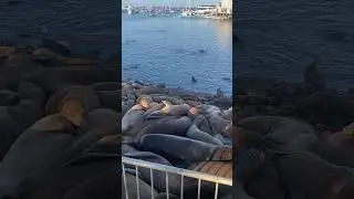 Wonderful Sea lions