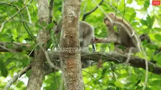 Loni - Akot or Pongo Monkey  on June26-2022, G-Maz..384..Amber