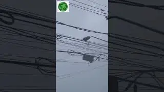 cai avi&atilde;o em vinhedo S&atilde;o Paulo #shortes
