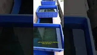 Breeder Cupang Multi Ekor Lebar Warna Kontras #bettafish #ikancupang #cupangmulticolour #rumahcupang