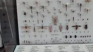 No Backbone Describes 96 Percent of Invertebrates at Bottom of Food Chain at Orlando Wetlands 