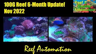 100G Mixed Reef 6-Month Update Video!