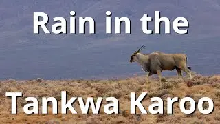 Rain in the Tankwa Karoo (one of the driest parts of South Africa)