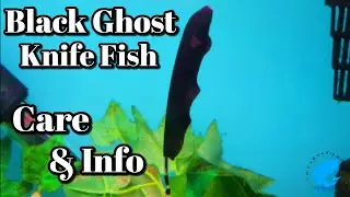 Уход и информация о рыбе-призраке (Apteronotus albifrons)