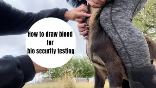 How to draw blood for goat bio security/disease/pregnancy testing