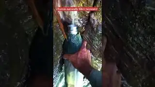 Forests naturally filter rainwater 🫠 #rain #rainwater #viral #ytshorts #shorts