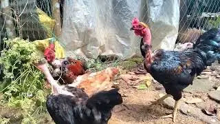 01 Family of the Naked Neck Hens And Chicken !