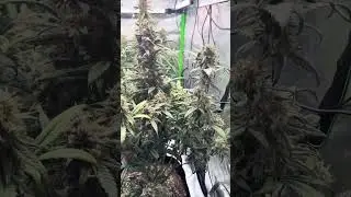 California Sour Diesel Autoflowers from The Humboldt Seed Company - 75 days from seed to flower.
