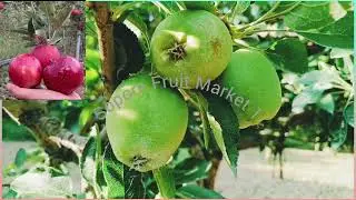 How to Control Apple Alternaria and Marssonina 🌿 Leaf Sport  #nature