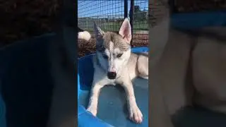 Husky Puppies play at the park in Canada