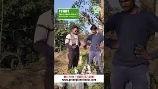 Excellent Results on Potato by using Green Planets Organic Products