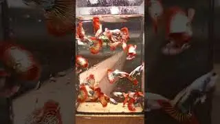Red Dragon Guppy Fish ❤️ #shorts