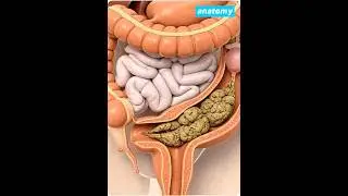 This Is What Happens When You Don&rsquo;t Poop for Days #anatomy #digestivesystem