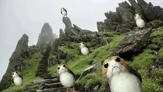 Star Wars like Dancing Porg