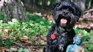 Shih Tzu Life Span Understanding Their Aging Process