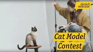 Tierisch M&uuml;nchen &ndash; 16 Katzen k&auml;mpfen beim Cat Model Contest in M&uuml;nchen um Siegerfoto