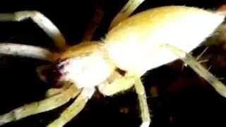 Ghost Spiders - Anyphaenidae