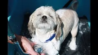 The Aussie Pooch Mobile Dog Wash Experience