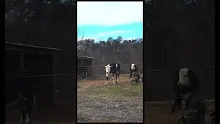 Cows and Pigs together? 🤨🤨🤨🤨 #cow #pig #farmlife #pasturedpork #animalshorts