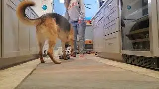 Granger adv trick treat nose, spin twist, weave, pivot, play dead, prayers