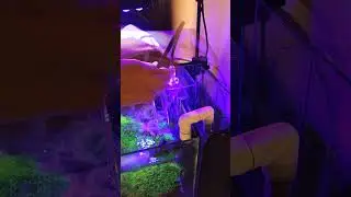 🗯Testando Overflow Box da BMA Full Acr&iacute;lico. Essa dimens&atilde;o &eacute; solu&ccedil;&atilde;o perfeita para pequenos espa&ccedil;os.