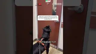 Как Отвлечь Собаку у Ветеринара 😸 @PrinceWithPaws