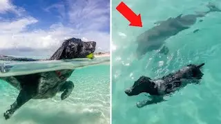 This BEAUTIFUL friendship between this Dog and Dolphin will MELT YOUR HEART!