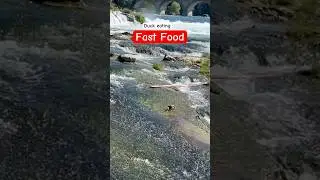 🦆Their Definition Of Fast Food🦆 #Duck #Strongcurrent ##fastmoving #food #wildlife #nature