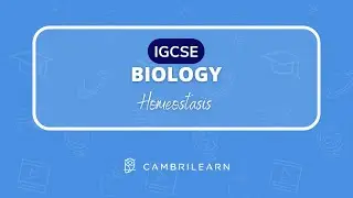 Homeostasis Explained - IGCSE Biology