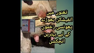 thanon ki infection zakhmon phorey phunsi k liley bhetreen injection pps la