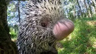 Prehensile-Tailed Porcupine Bebeto Crunches On Peanuts In The Woods