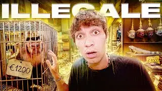 VENDONO SCIMMIE VIVE: dentro il mercato di animali illegali di Bangkok. 🇹🇭