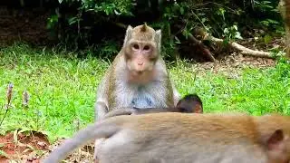 Monkey Grab In Cambodia Good All Monkeys In Khmer #139